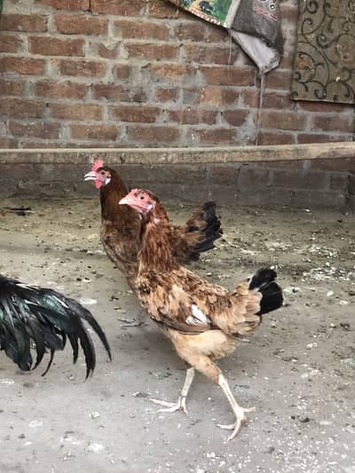 2 dise murgian  egg line