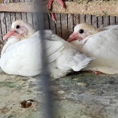 Paper white Qasad Chicks Hand tame k liya For Sale