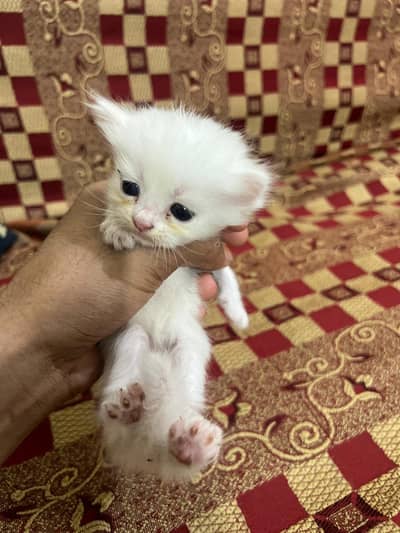 persian kittens| Doll face Kitten| Blue eye|Triple Coat |white kittens