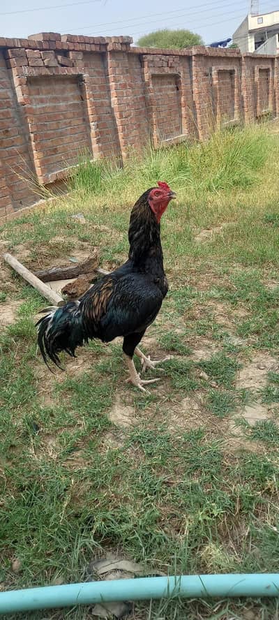 aseel breeder murga