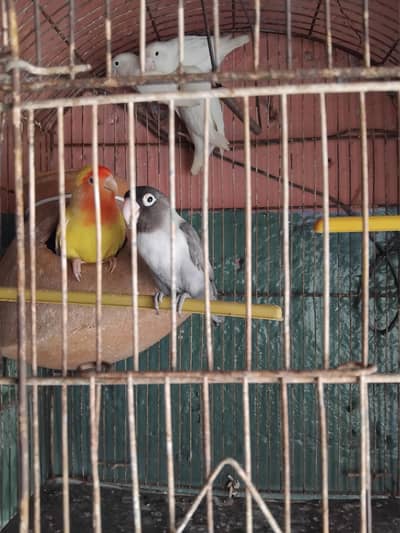love bird