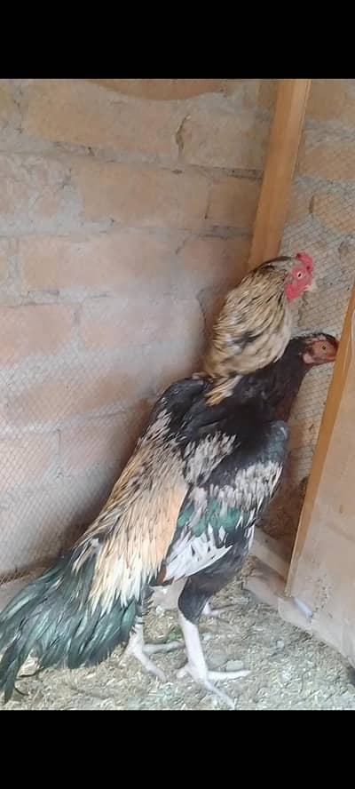 Aseel pair for sale