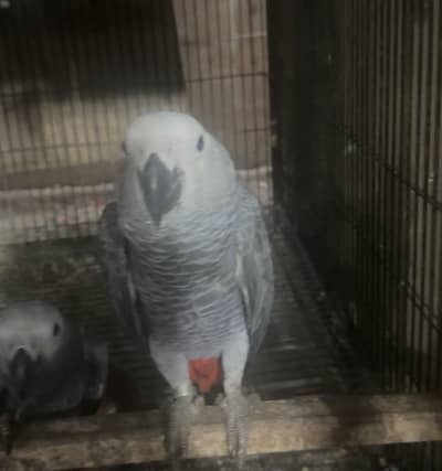 African gray blue and gold macaw
