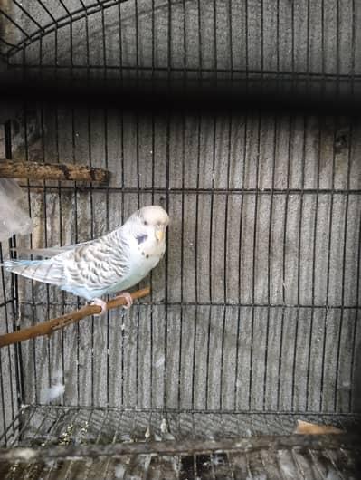 full king size jumbo female budgie for sale