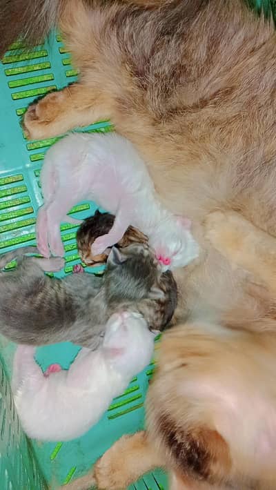 All type of kittens available