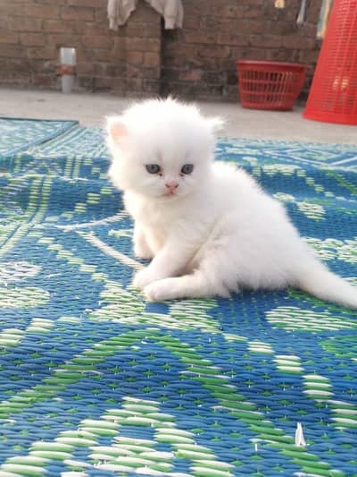 All type of kittens available
