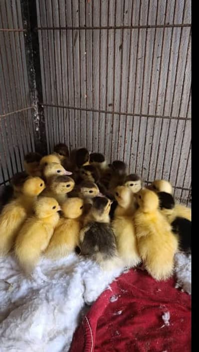 Duck chiks for sell active and healthy
