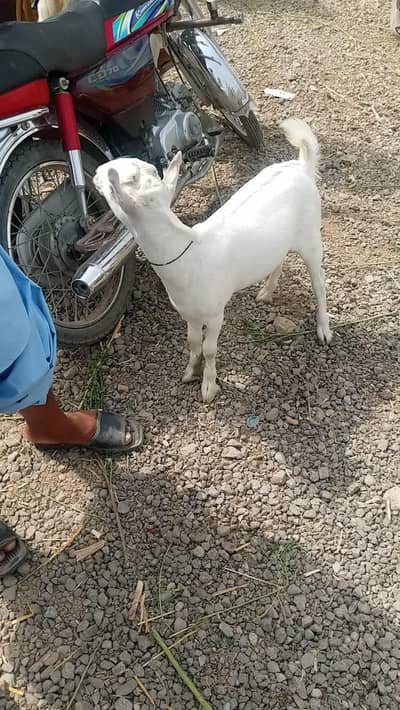 teda bakra | Nagra bakra | khassi  bakra |  qurbani 2026 | desi bakra