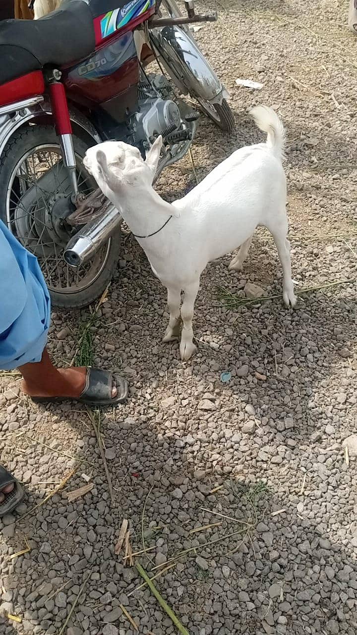 teda bakra | Nagra bakra | khassi bakra | qurbani 2026 | desi bakra ...