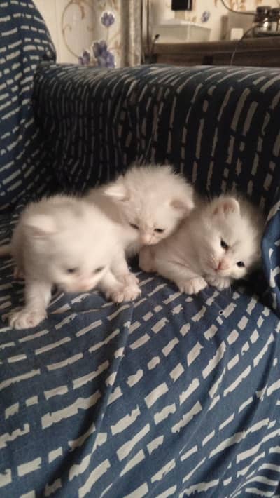 White pershian cat / kitten