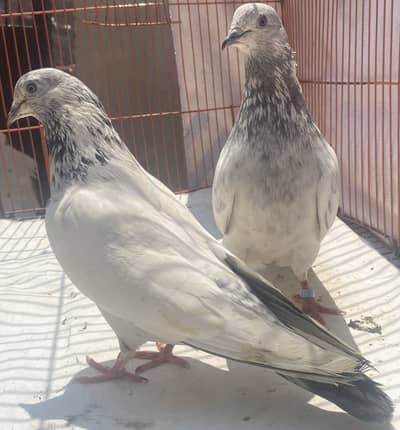 Dewan shab waly bredr pair