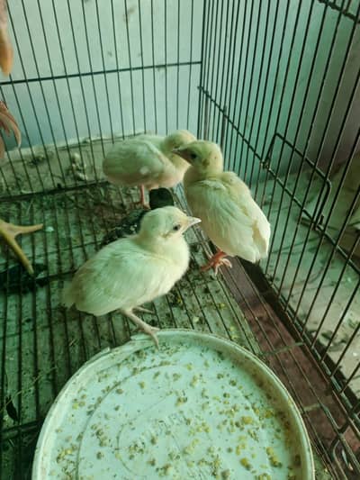 Peacock chicks for sale