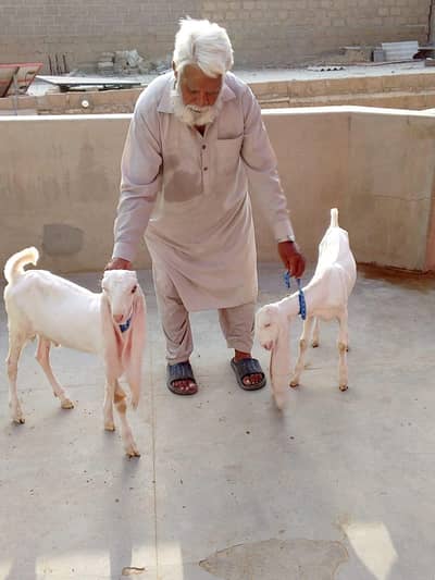 gulabi Nasal goats