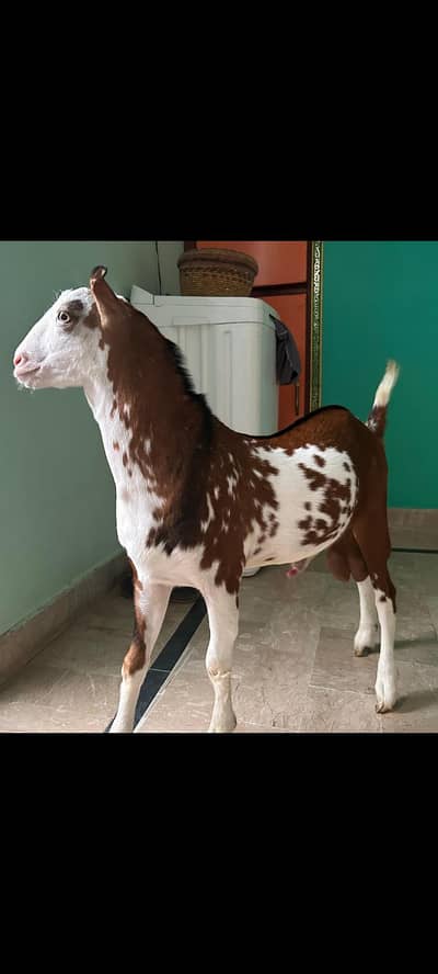 goat for sale