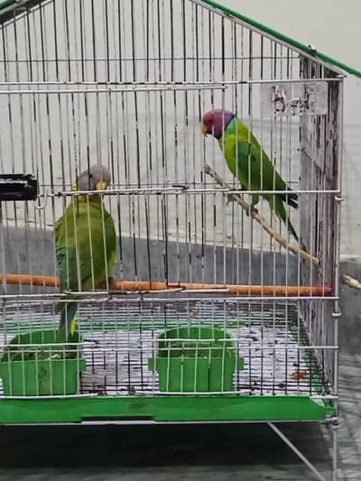 parrota for sale (pair) plum headed