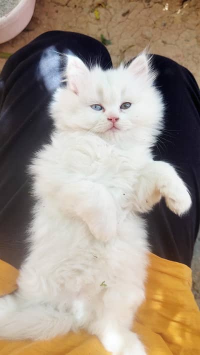 Pure persian triple coated