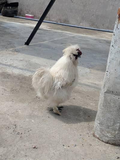 White Silkie Male Available Premium Quality and Black Austrolope  Male