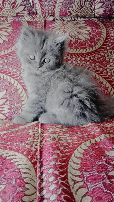 percian kittens pair for sale