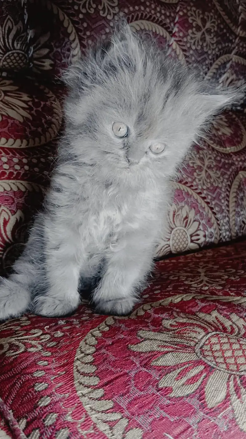 percian kittens pair for sale — photo 2