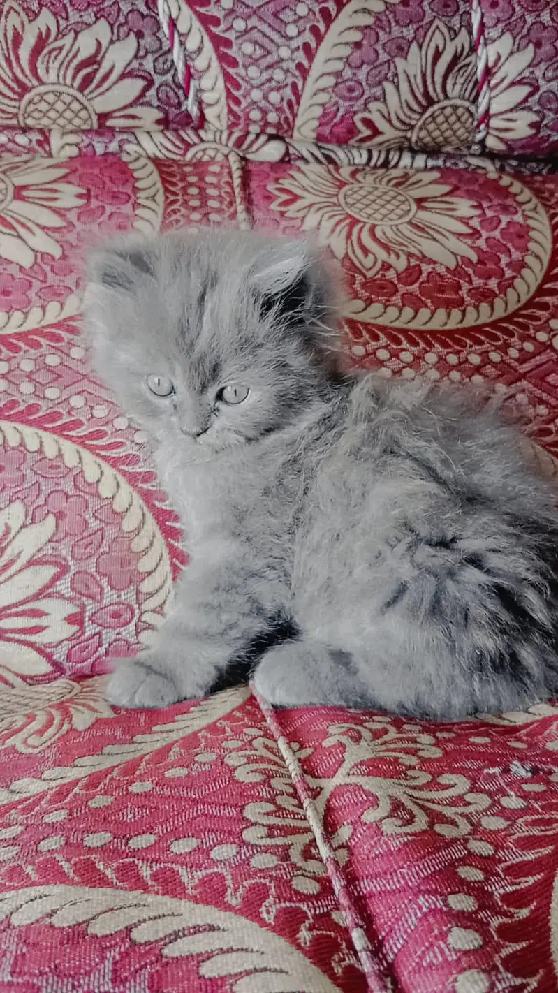 percian kittens pair for sale — photo 3