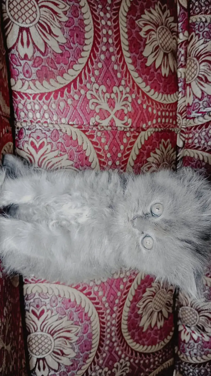 percian kittens pair for sale — photo 4
