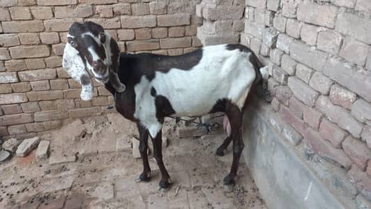 female for sale