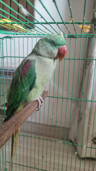 Talking parrot