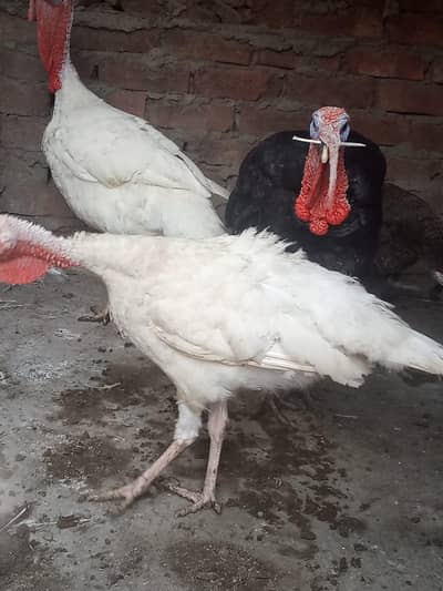 turkey birds white&black pair
