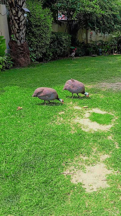 Title: “Pair Chakor Birds – ”چکور کا انڈے دینے والا جوڑا فروخت کے لیے