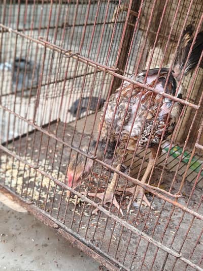 Java Patha 6 Months Active And Healthy For Sale