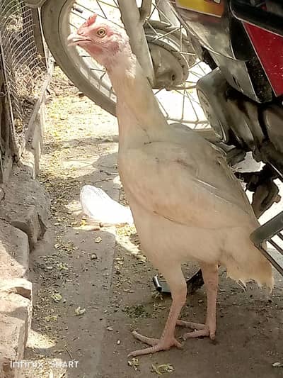 Heera breader murgi for sale