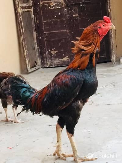 urgent sale