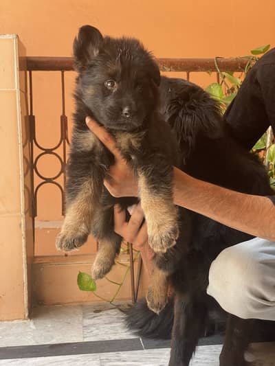 German shepherd puppy