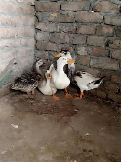 Ducks and Gooz are available