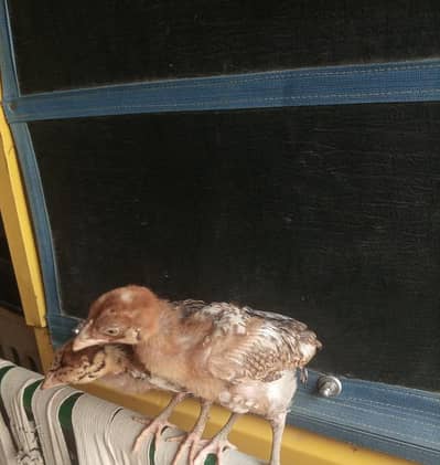 Aseel Chicks pair
