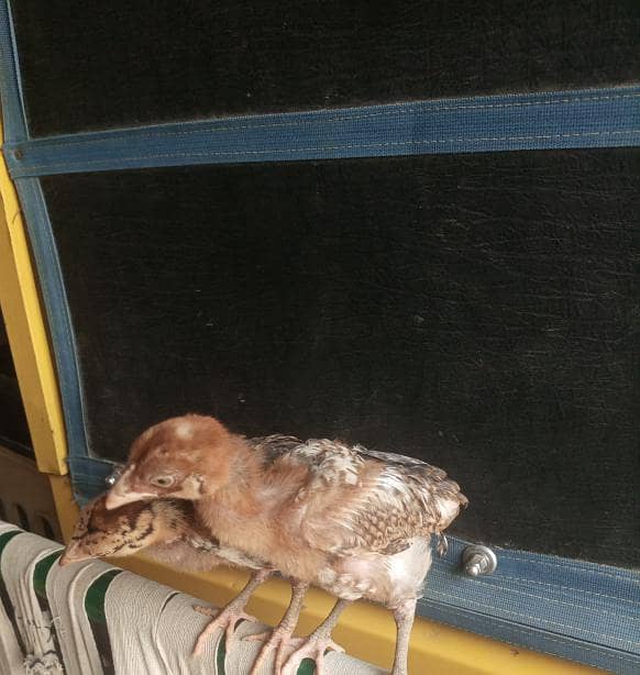 Aseel Chicks pair 0