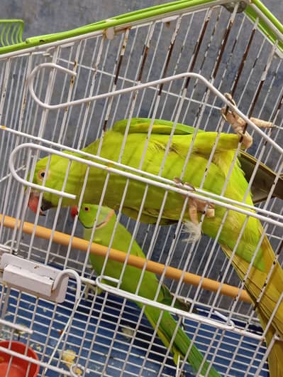 green parrot