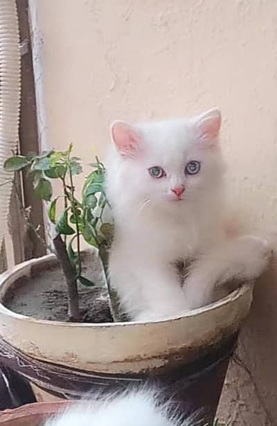 kitten For Sale