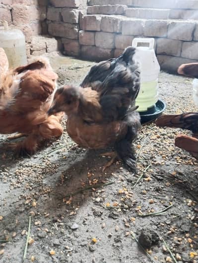 GOLDEN BUFF BLACK BUFF BENTHAM AYAM CEMANI OTHER DESI