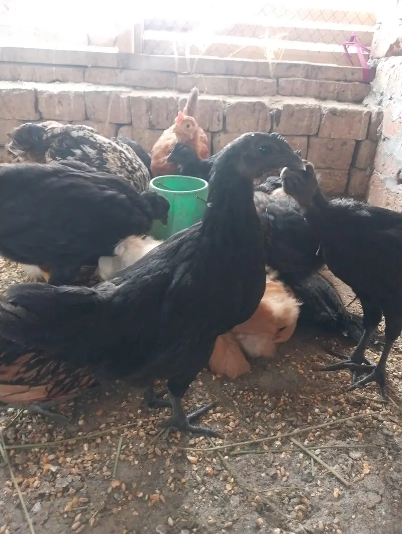 GOLDEN BUFF BLACK BUFF BENTHAM AYAM CEMANI OTHER DESI — photo 2