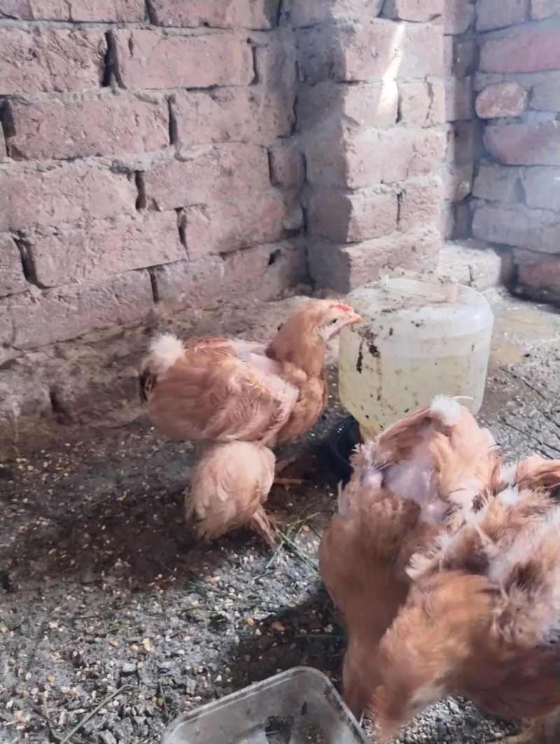 GOLDEN BUFF BLACK BUFF BENTHAM AYAM CEMANI OTHER DESI — photo 3