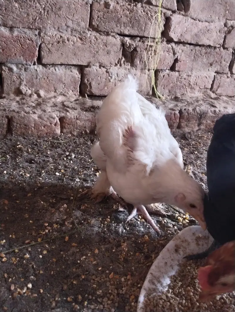 GOLDEN BUFF BLACK BUFF BENTHAM AYAM CEMANI OTHER DESI — photo 4