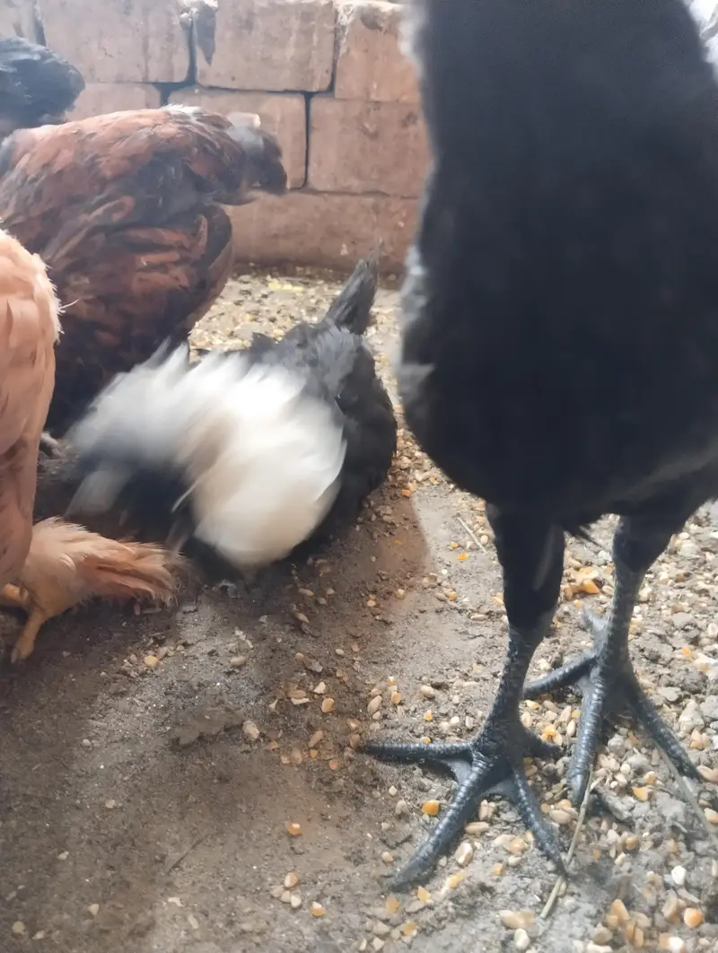 GOLDEN BUFF BLACK BUFF BENTHAM AYAM CEMANI OTHER DESI — photo 5