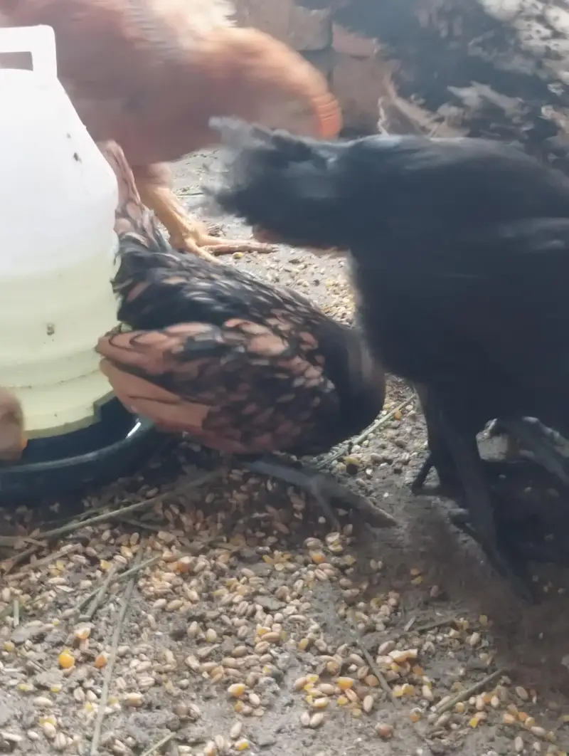 GOLDEN BUFF BLACK BUFF BENTHAM AYAM CEMANI OTHER DESI — photo 6