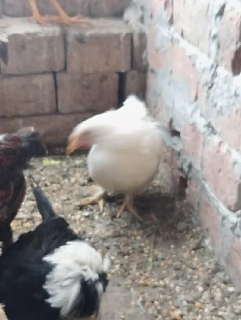GOLDEN BUFF BLACK BUFF BENTHAM AYAM CEMANI OTHER DESI — photo 7