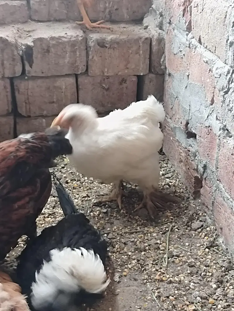 GOLDEN BUFF BLACK BUFF BENTHAM AYAM CEMANI OTHER DESI — photo 8