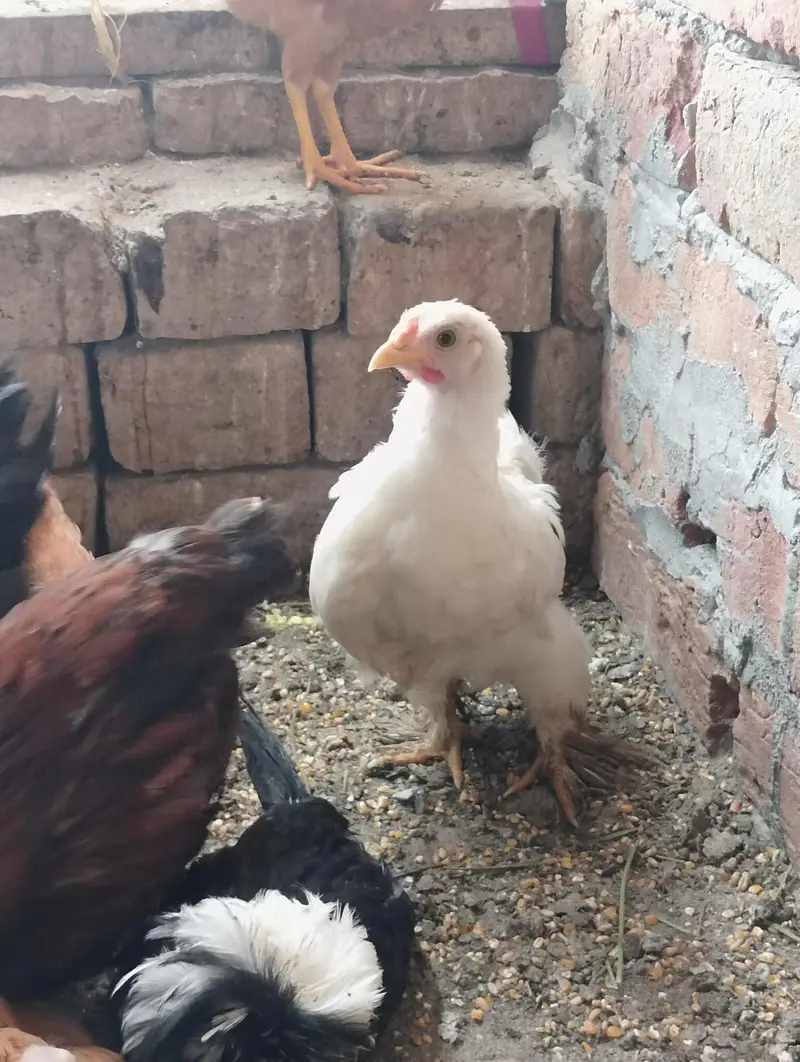 GOLDEN BUFF BLACK BUFF BENTHAM AYAM CEMANI OTHER DESI — photo 9