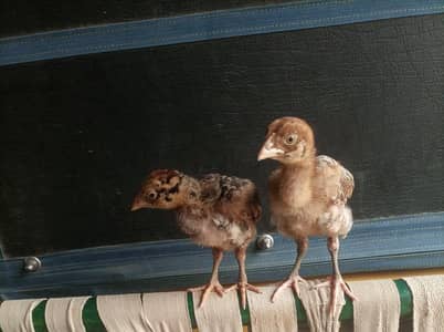Pure Aseel Chicks pair