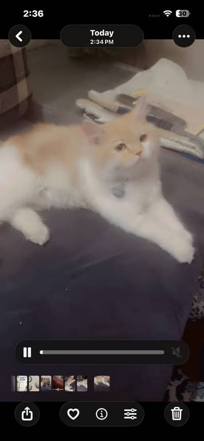 long coat cat