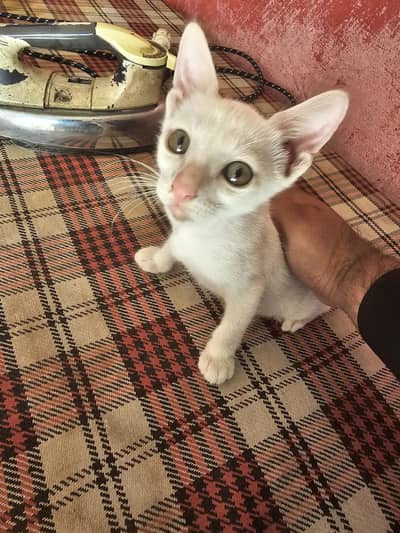 2 white male cats availble low price